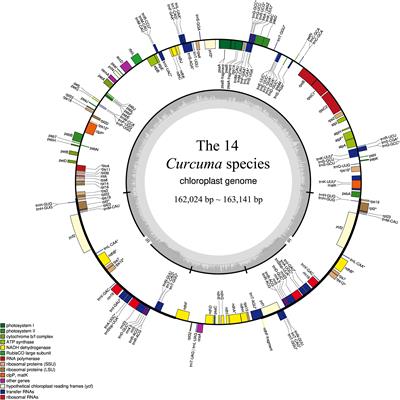 The Complete Chloroplast Genome Sequences of 14 Curcuma Species: Insights Into Genome Evolution and Phylogenetic Relationships Within Zingiberales